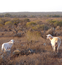 nonning pastoral white dorper sheep