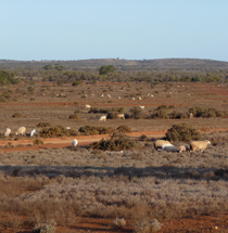 Nonning and Uno Stations - White Dorper Sheep